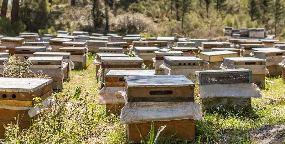 What is the function of amitraz during the bee rearing process?