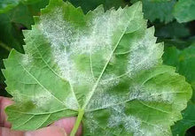 Load image into Gallery viewer, Factory Price Fungicide Penconazole 10% EC 25% WP
