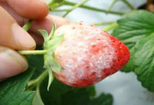 Load image into Gallery viewer, Factory Price Fungicide Penconazole 10% EC 25% WP
