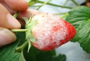 Factory Price Fungicide Penconazole 10% EC 25% WP
