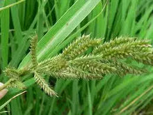 Load image into Gallery viewer, Herbicide Bispyribac-Sodium 93%TC,  40%EC,  25%WP

