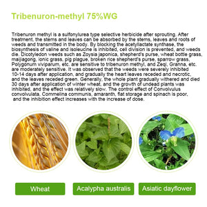 Agrochemicals Weed Control tribenuron-methyl 75%Wdg 10%Wp