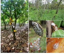 Load image into Gallery viewer, Insecticide Bifenthrin 2%+Imidcloprid 3% EC Protect the Growth of Cocoa

