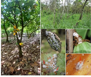 Insecticide Bifenthrin 2%+Imidcloprid 3% EC Protect the Growth of Cocoa