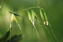 Load image into Gallery viewer, Herbicide Bispyribac-Sodium 93%TC,  40%EC,  25%WP
