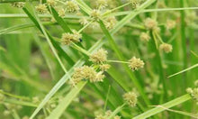 Load image into Gallery viewer, Herbicide Bispyribac-Sodium 93%TC,  40%EC,  25%WP
