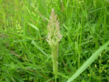 Load image into Gallery viewer, Herbicide Bispyribac-Sodium 93%TC,  40%EC,  25%WP
