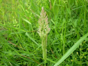 Herbicide Bispyribac-Sodium 93%TC,  40%EC,  25%WP