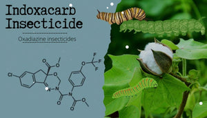 High Effective Insecticide Kill Insects Indoxacarb 30% WG Wholesale
