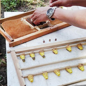 Beekeeping Jenter Queen Rearing Incubation System Box Cage Complete Jenter Queen Rearing Kit Bee Breeding Kit Bee Tools Supplies